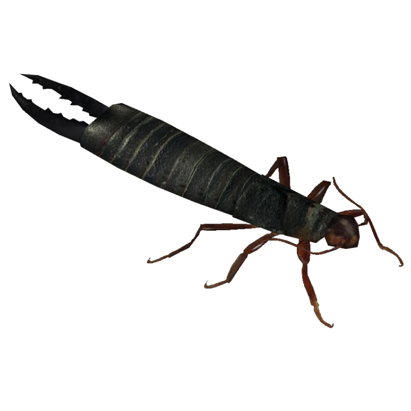 Earwig Transparent PNG Image