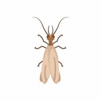 Earwig Transparent PNG Image