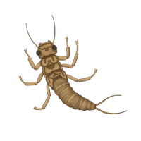 Earwig Transparent PNG Image