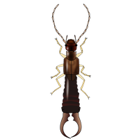Earwig Transparent PNG Image