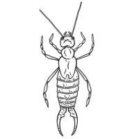 Earwig Transparent PNG Image