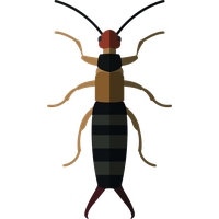 Earwig Transparent PNG Image