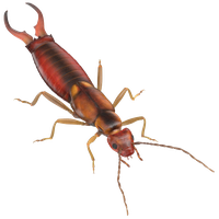 Earwig Transparent PNG Image