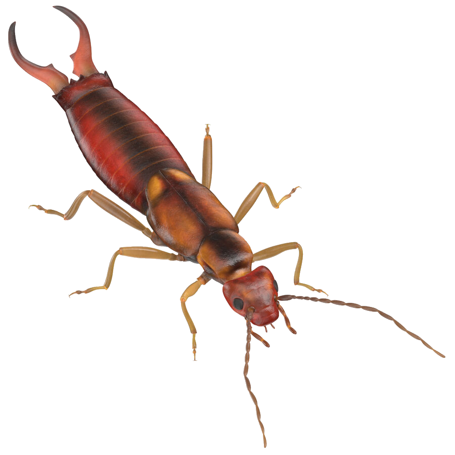 Earwig Transparent PNG Image