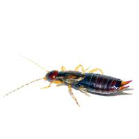 Earwig Transparent PNG Image