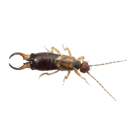 Earwig Transparent PNG Image