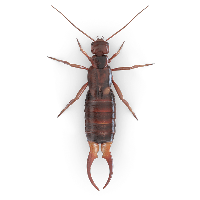 Earwig Transparent PNG Image