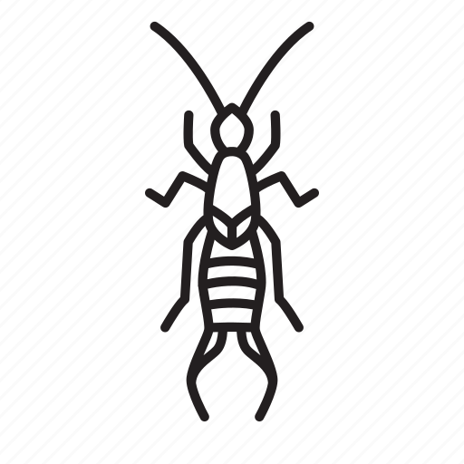 Earwig Transparent PNG Image