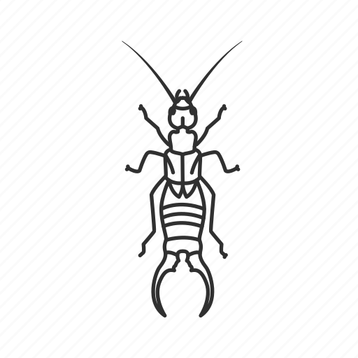 Earwig Transparent PNG Image
