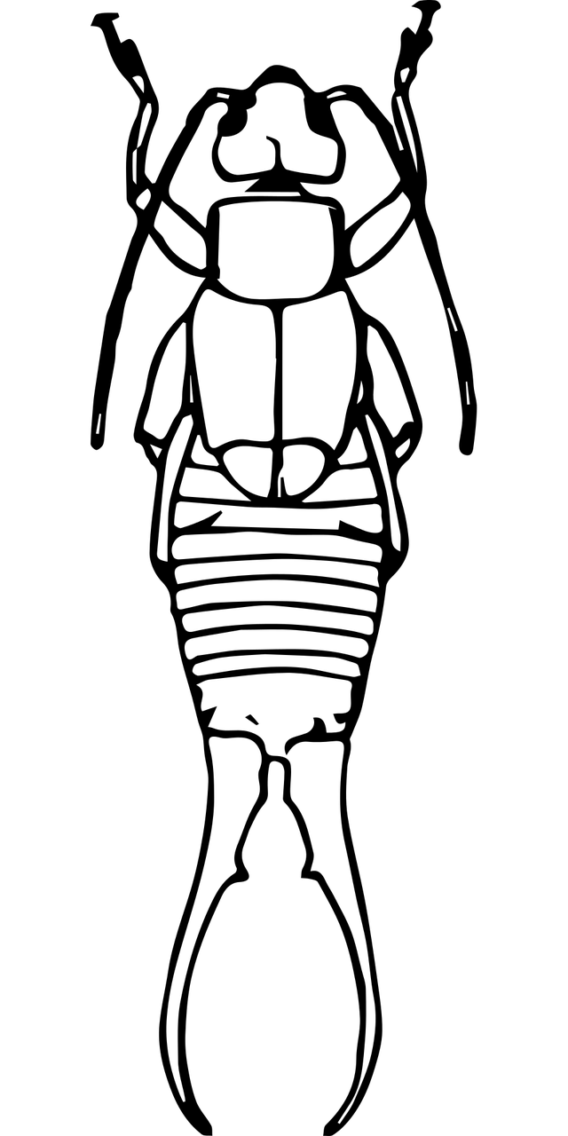 Earwig Transparent PNG Image