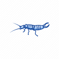Earwig Transparent PNG Image