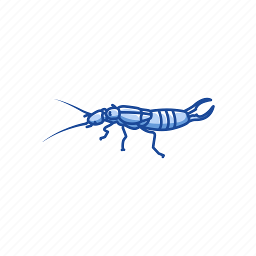 Earwig Transparent PNG Image