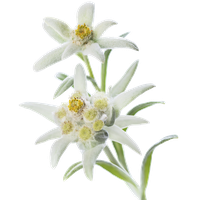 Edelweiss PNG