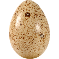 Egg PNG