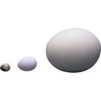 Eggs PNG