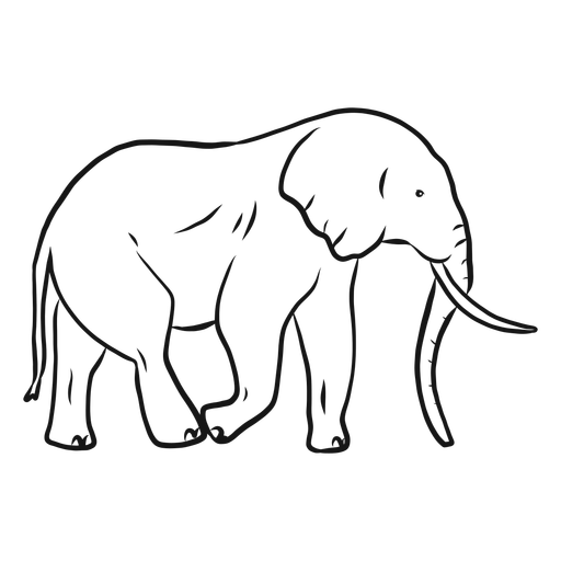 Picture Vector Elephant Free Transparent Image HD PNG Image