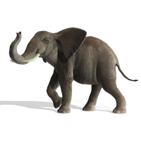 Download Elephant Free PNG photo images and clipart | FreePNGImg