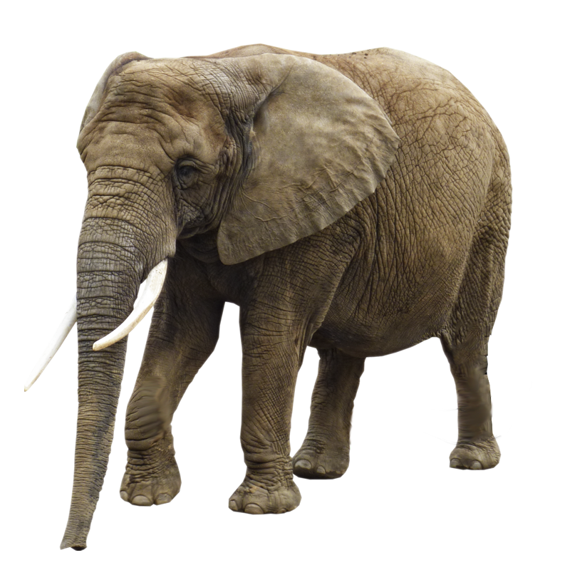 Elephant Transparent Image PNG Image