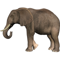 Elephant Transparent PNG Image