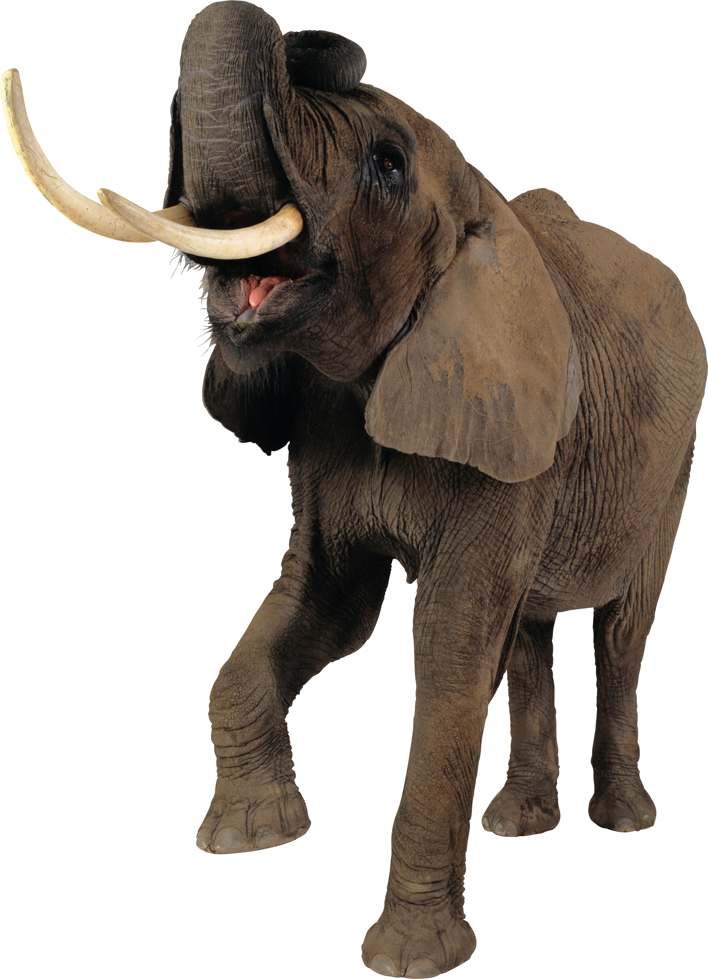 Elephant Transparent PNG Image