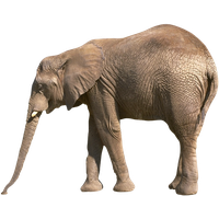 Elephant Transparent PNG Image