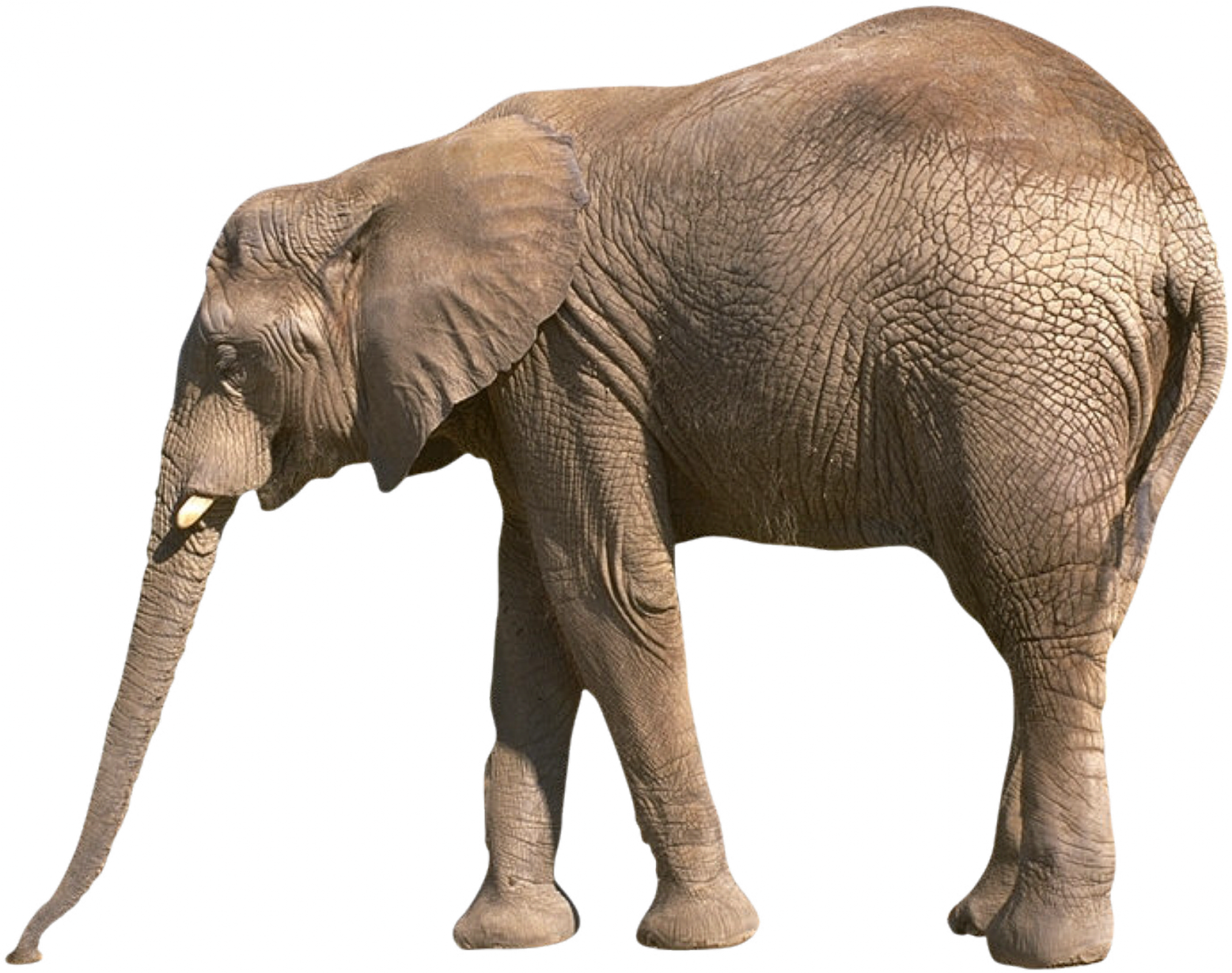 Elephant Transparent PNG Image