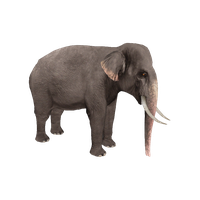 Elephant Transparent PNG Image
