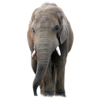 Elephant Transparent PNG Image