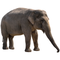Elephant Transparent PNG Image