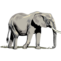 Elephant Transparent PNG Image