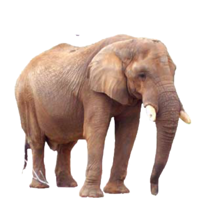 Elephant Transparent PNG Image