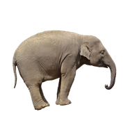Elephant PNG