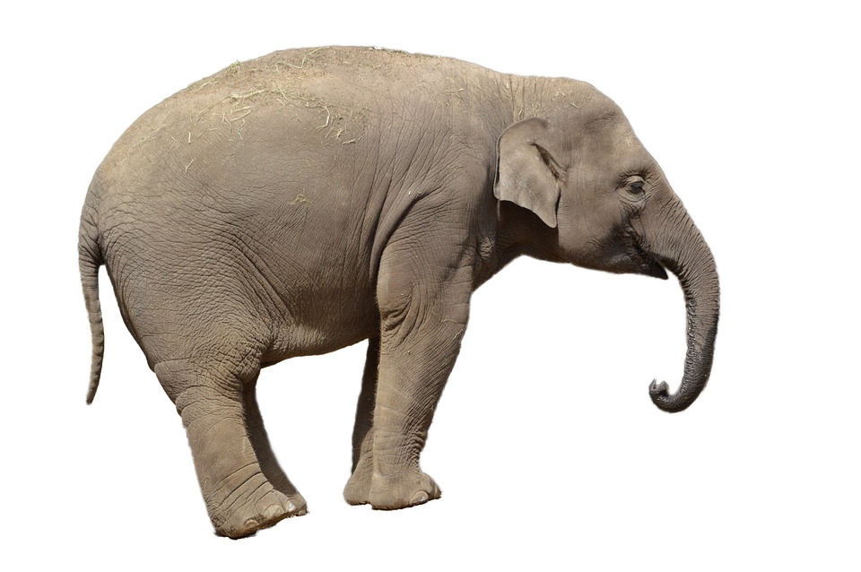 Elephant Transparent PNG Image