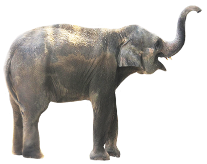 Elephant Transparent PNG Image