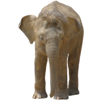 Elephant PNG