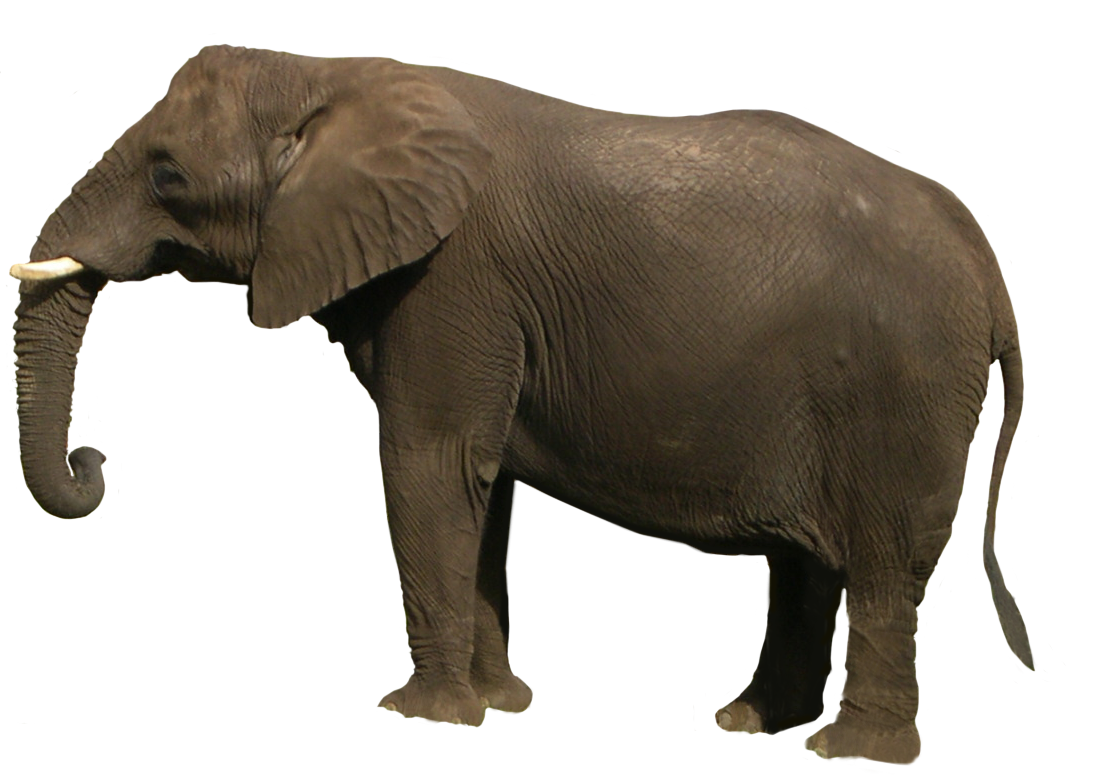 Elephant Transparent PNG Image