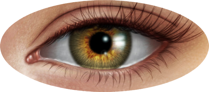 Human Eye Image PNG Image