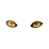 Download Eye Free Png Photo Images And Clipart Freepngimg