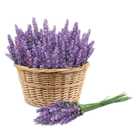 Purple Price Lavender Face Skin Sunscreen Transparent PNG Image