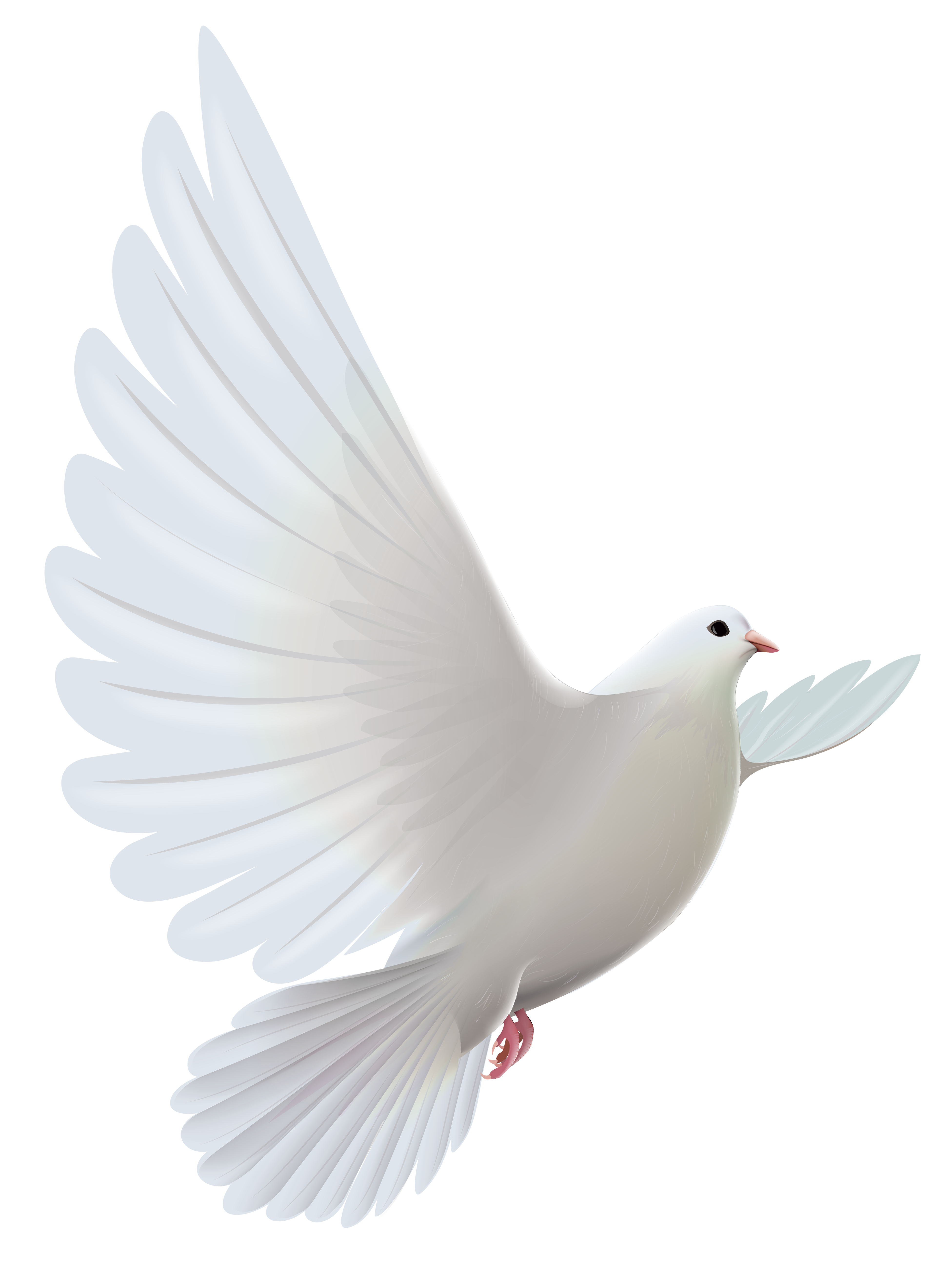 Download And Pigeons Transparent Prayer White Dove Bird HQ PNG Image |  FreePNGImg