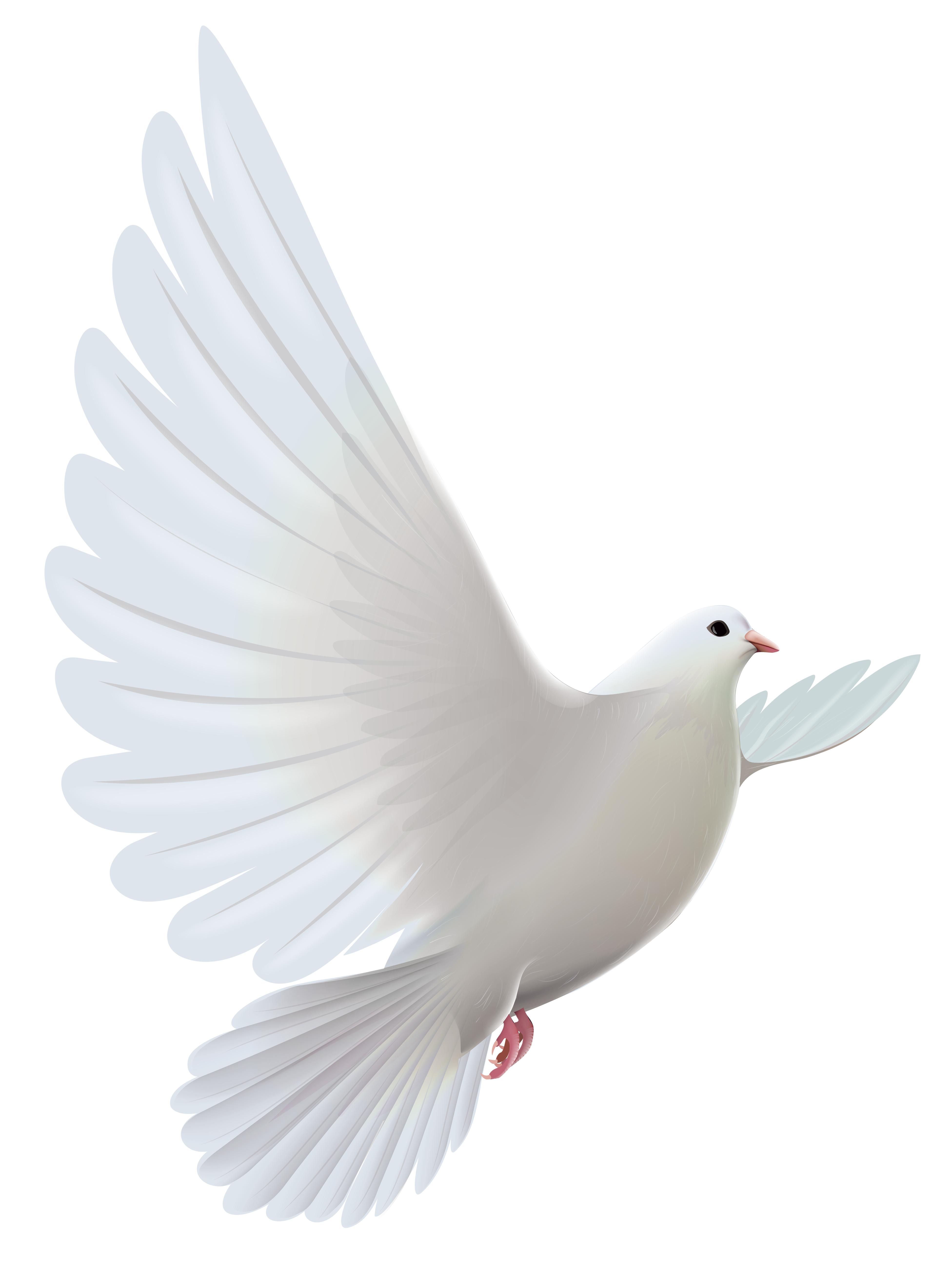 And Pigeons Transparent Prayer White Dove Bird Transparent PNG Image