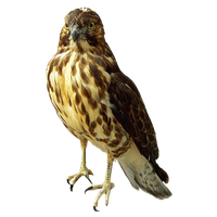 Falcon Transparent PNG Image