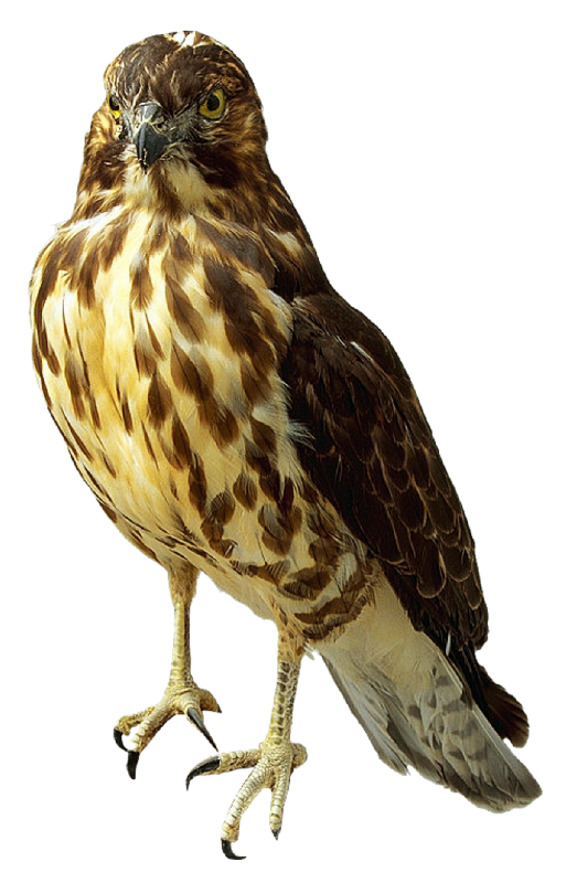 Falcon Transparent PNG Image