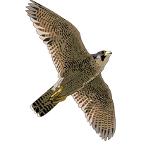 Download Falcon Free Download Png HQ PNG Image | FreePNGImg