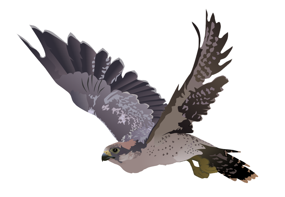 Falcon Transparent Image PNG Image