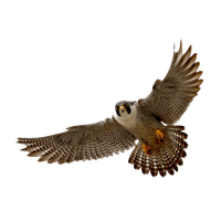 Falcon Clipart PNG Image