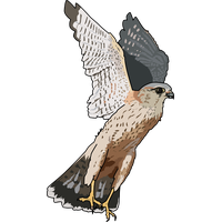 Falcon Transparent PNG Image