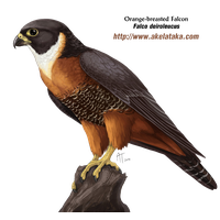 Falcon Photos PNG Image