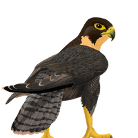 Falcon Free Png Image PNG Image