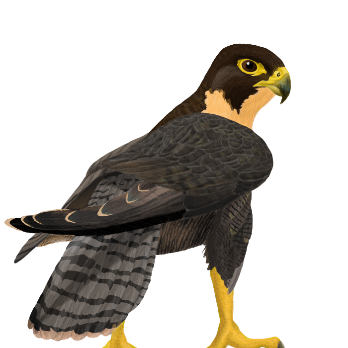 Falcon Free Png Image PNG Image
